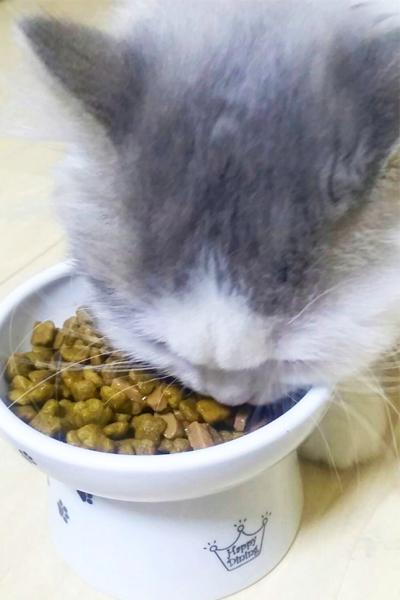 ［子猫のご飯］キャットフードはふやかして！ ひと手間が必要な理由を猫飼いがレクチャー