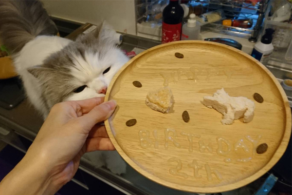 ［レシピ］愛猫へのお祝いにぴったり！ 鶏のささみを使った簡単ごちそうプレートの作り方