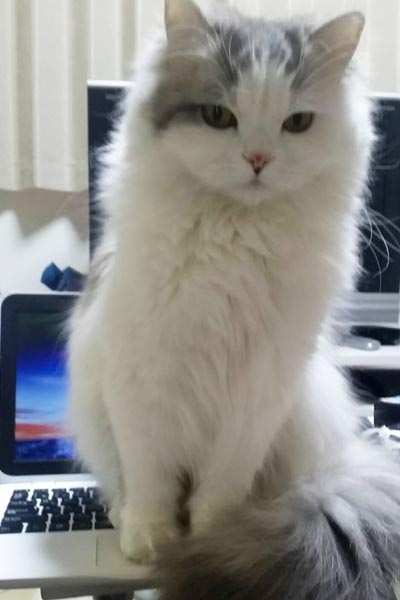 【猫と暮らして知った事実】猫はいろんなものに乗る生き物だった！ もはやパソコンは当たり前!?