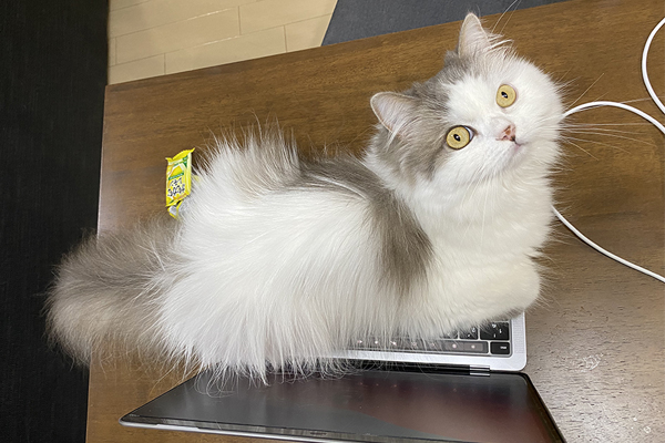 【猫と暮らして知った事実】猫はいろんなものに乗る生き物だった！ もはやパソコンは当たり前!?