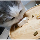 ［レシピ］愛猫へのお祝いにぴったり！ 鶏のささみを使った簡単ごちそうプレートの作り方