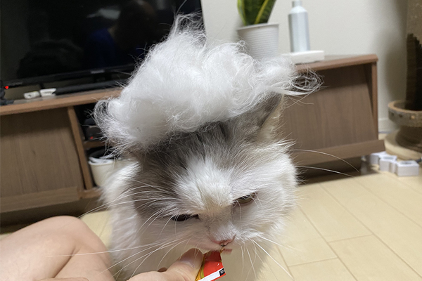 おもしろいほどに毛が取れる！ 猫のお手入れグッズ“ファーミネーター”の威力が想像以上にすごかった！