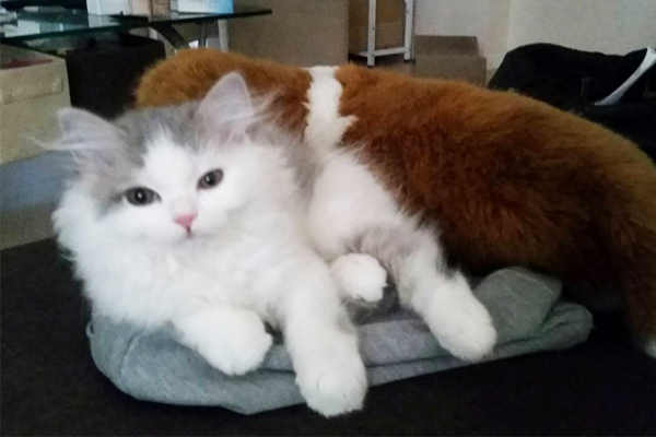 【子猫から成猫になるまで】猫の成長は早すぎる!? 1年間の成長を写真とともに振り返る