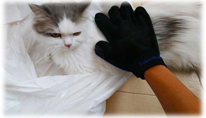 猫を撫でながらブラッシングもできるから一石二鳥！ 猫飼いが「ブラッシング手袋」を買ってみた