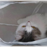 IKEAのペットシリーズ「LURVIG」がかわいい〜！ 猫にぴったりなベッドやトンネルを狙うべし