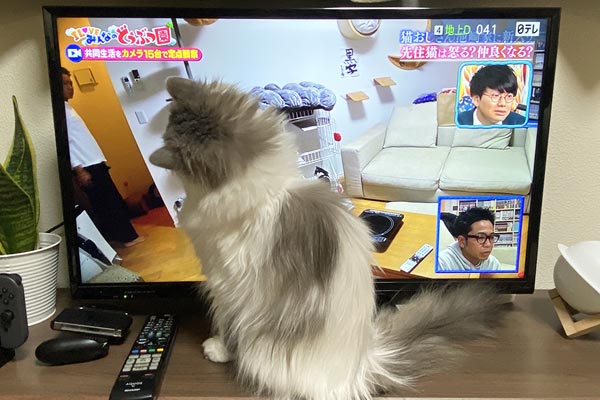 ［猫のおもしろ画像］それは笑う！ 自由気まますぎるお猫様の気まぐれ行動6選