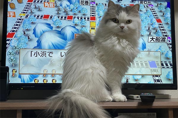 ［猫のおもしろ画像］それは笑う！ 自由気まますぎるお猫様の気まぐれ行動6選