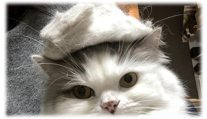 猫の毛で作る帽子作りに挑戦！ とんがり帽子をかぶせられた猫の反応は？