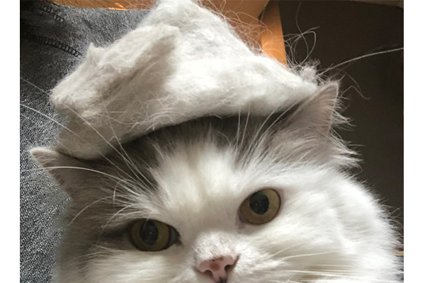 猫の毛で作る帽子作りに挑戦！ とんがり帽子をかぶせられた猫の反応は？