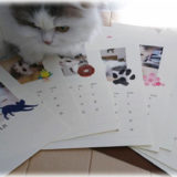 カメラのキタムラやるじゃん！ 愛猫の写真でオリジナルカレンダーが作れるって知ってる!?