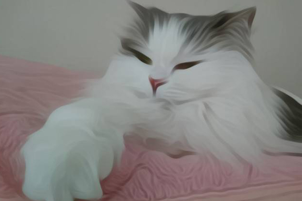 猫の写真を加工・アレンジするアプリ「PicsArt」が面白い！ どんなデザインができるの？