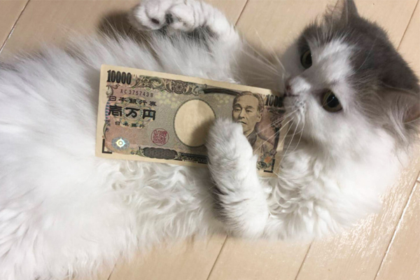 ［猫のおもしろ写真］そこに入る!? etc. 思わずツッコミたくなった猫の行動が笑える！