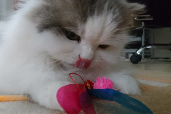 猫をトリコにするおもちゃ見っけ！「カシャカシャぶんぶん」の魅力に迫る!!