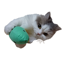 猫のおもちゃを0円で作る チラシや段ボールなど家にあるもので簡単手作り 猫のちゃぷ日記