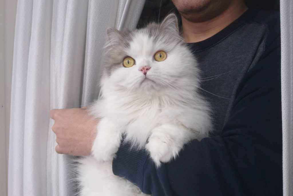 2/22は猫の日！ Twitterの公式アカウントたちの呟きが斜め上すぎてジワるｗ