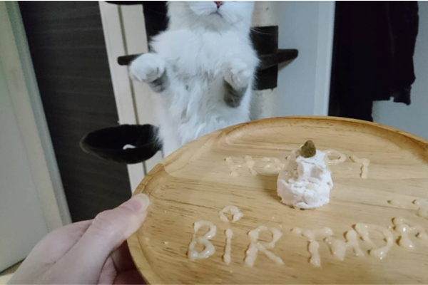 愛猫へのご馳走に！ささみとCIAOちゅーるで作るペット向けお祝いプレート