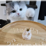 愛猫へのご馳走に！ささみとCIAOちゅーるで作るペット向けお祝いプレート