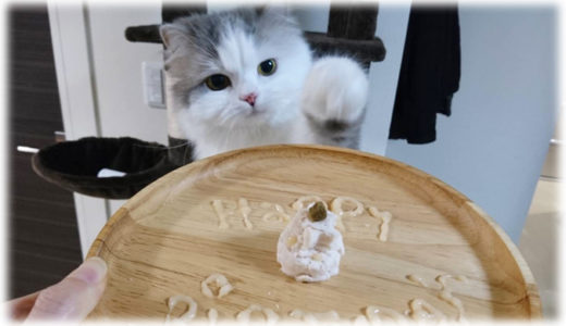 愛猫へのご馳走に！ささみとCIAOちゅーるで作るペット向けお祝いプレート