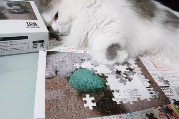 愛猫の写真がパズルになる!? 楽天で作れる「オリジナルパズル」を猫飼いが注文！