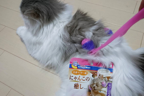 猫が喉をグルグルさせてへそ天まで見せる!? スキンシップにマッサージローラーをやってみて！