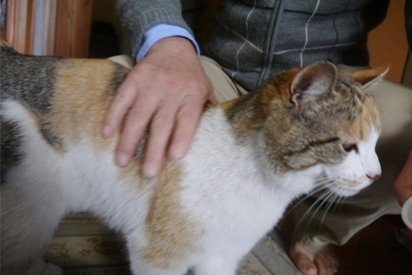 写真集『てらねこ』で話題。猫に会えるお寺「那須の長楽寺」に行ってみた！