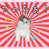 猫の写真でLINEスタンプを作ろう！審査落ちしないための作成方法＆注意点をレクチャー