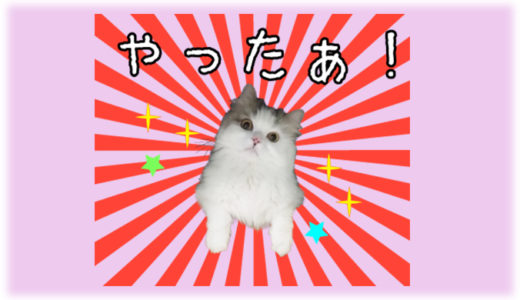 猫の写真でLINEスタンプを作ろう！審査落ちしないための作成方法＆注意点をレクチャー