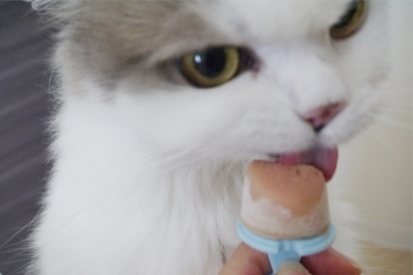 猫の大好物「CIAOちゅーる」を使ってアイスを作ろう！ 暑さ対策にも◎！ 猫の反応の動画あり