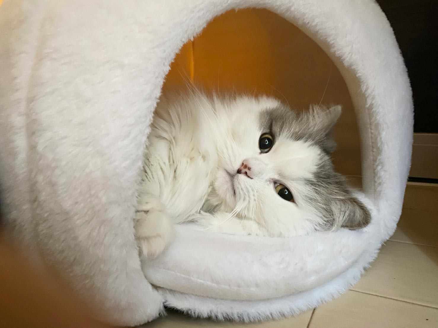 猫の防寒対策 おすすめのあったかグッズや家電etc 猫飼いの試行錯誤とは 猫のちゃぷ日記
