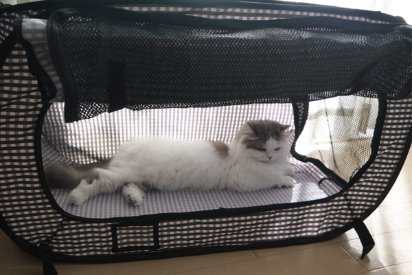 猫の防災対策のおすすめは？ポータブルケージなど非常事態に備えた便利グッズを一挙に紹介！