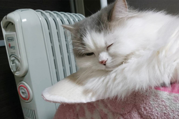 ［猫の防寒対策］おすすめのあったかグッズや家電 etc. 猫飼いが試したものをリアルレポ!!