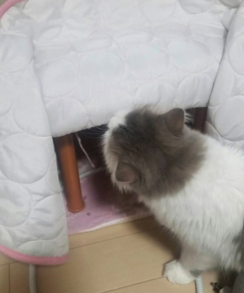 ［猫の防寒対策］おすすめのあったかグッズや家電 etc. 猫飼いが試したものをリアルレポ!!