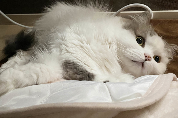 ［猫の防寒対策］おすすめのあったかグッズや家電 etc. 猫飼いが試したものをリアルレポ!!