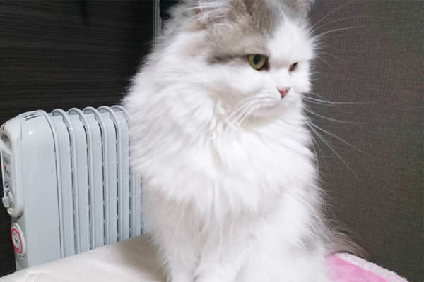 ［猫の防寒対策］おすすめのあったかグッズや家電 etc. 猫飼いが試したものをリアルレポ!!