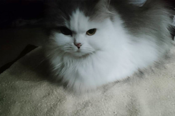 ［猫の防寒対策］おすすめのあったかグッズや家電 etc. 猫飼いが試したものをリアルレポ!!