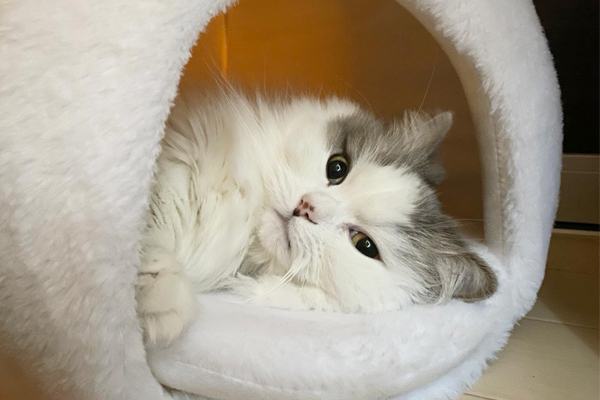 ［猫の防寒対策］おすすめのあったかグッズや家電 etc. 猫飼いが試したものをリアルレポ!!