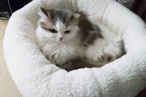 ［猫の防寒対策］おすすめのあったかグッズや家電 etc. 猫飼いが試したものをリアルレポ!!