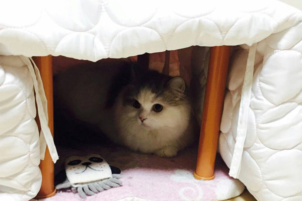 ［猫の防寒対策］おすすめのあったかグッズや家電 etc. 猫飼いが試したものをリアルレポ!!