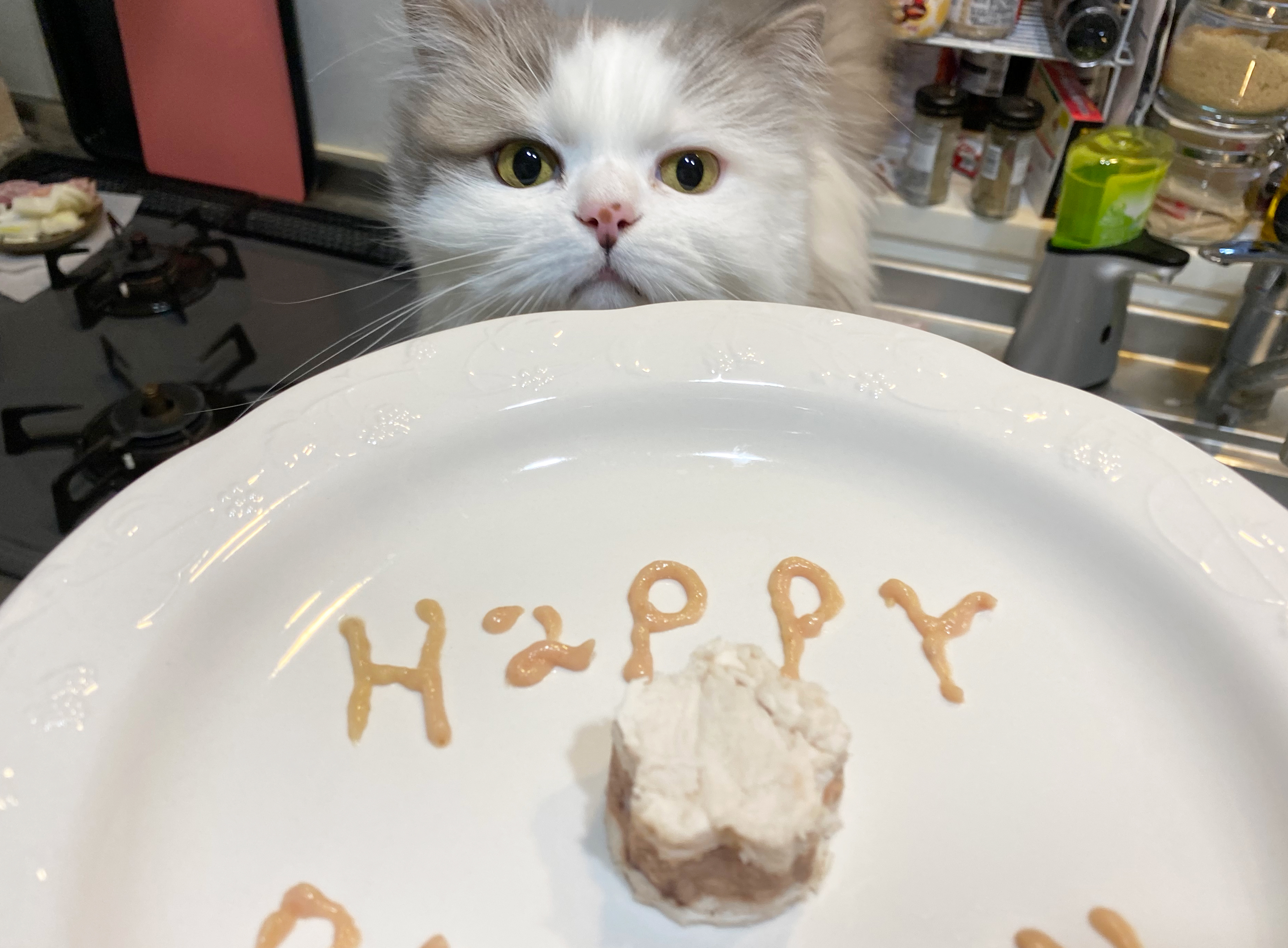 猫のお誕生日 手作りお祝いプレートの作り方 材料はささみとウェットフードでok 猫のちゃぷ日記
