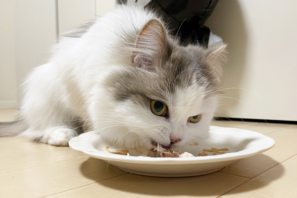 【猫のお誕生日】手作りお祝いプレートの作り方｜材料はささみとウェットフードでOK