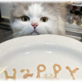 【猫のお誕生日】手作りお祝いプレートの作り方｜材料はささみとウェットフードでOK