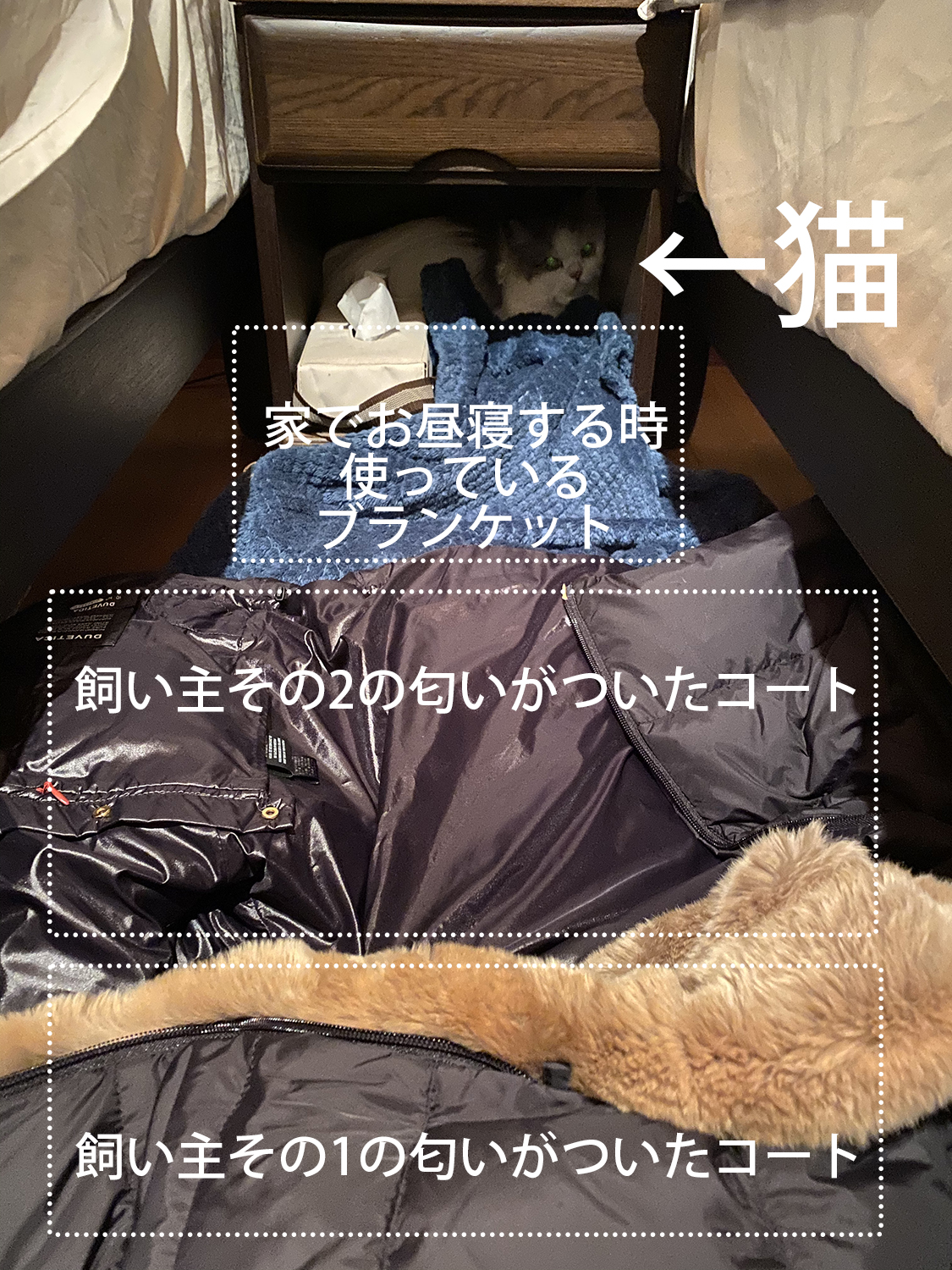 猫飼いが猫連れでワーケーションを決行！ 準備はどうする？ 実際行ってどうだった？