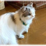 猫飼いが猫連れでワーケーションを決行！ 準備はどうする？ 実際行ってどうだった？