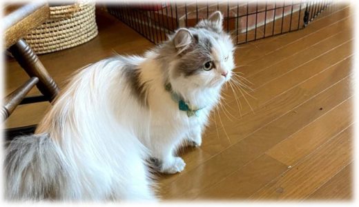 猫飼いが猫連れでワーケーションを決行！ 準備はどうする？ 実際行ってどうだった？