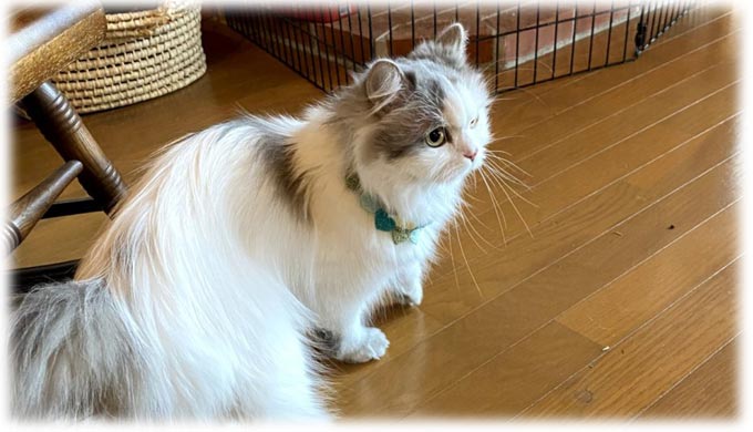 猫飼いが猫連れでワーケーションを決行！ 準備はどうする？ 実際行ってどうだった？