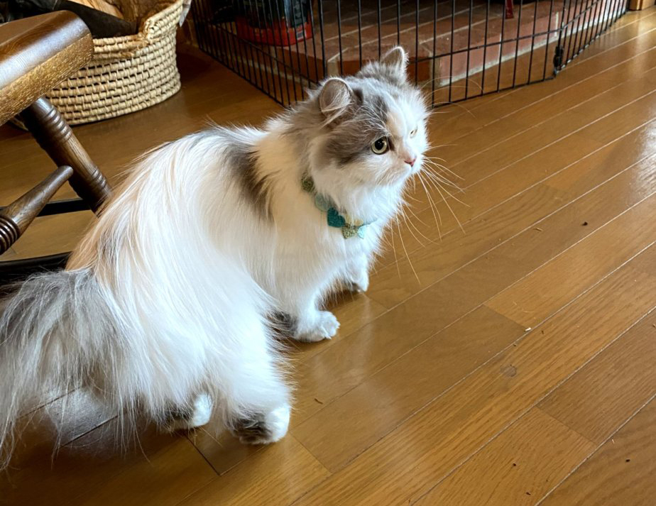 猫飼いが猫連れでワーケーションを決行！ 準備はどうする？ 実際行ってどうだった？
