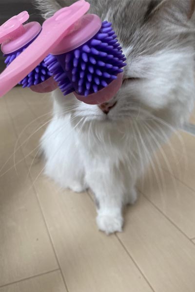 猫飼い丸5年の人間が「本当に買ってよかった」と思った猫グッズ5選