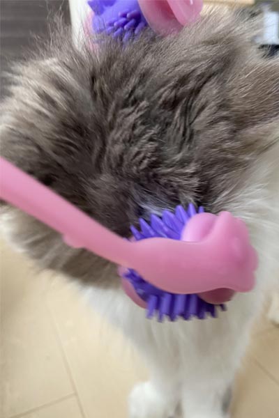 猫飼い丸5年の人間が「本当に買ってよかった」と思った猫グッズ5選