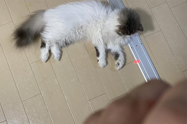 猫飼い丸5年の人間が「本当に買ってよかった」と思った猫グッズ5選