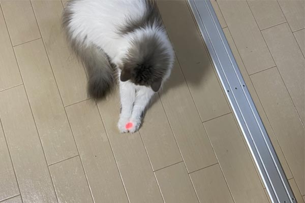 猫飼い丸5年の人間が「本当に買ってよかった」と思った猫グッズ5選